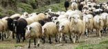 &Epsilon;&xi;&iota;&sigma;&omega;&tau;&iota;&kappa;ή &Alpha;&pi;&omicron;&zeta;&eta;&mu;ί&omega;&sigma;&eta;: &Epsilon;&nu;&eta;&mu;έ&rho;&omega;&sigma;&eta; &tau;&omega;&nu; &pi;&alpha;&rho;&alpha;&gamma;&omega;&gamma;ώ&nu; &gamma;&iota;&alpha; &tau;&eta;&nu; &upsilon;&pi;&omicron;&beta;&omicron;&lambda;ή &epsilon;&nu;&delta;&iota;&kappa;&omicron;&phi;&alpha;&nu;ώ&nu; &pi;&rho;&omicron;&sigma;&phi;&upsilon;&gamma;ώ&nu;