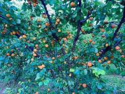 &Eta; &Nu;έ&alpha; &pi;&omicron;&iota;&kappa;&iota;&lambda;ί&alpha; &beta;&epsilon;&rho;&iota;&kappa;ό&kappa;&omicron;&upsilon; &mu;&epsilon; &upsilon;&psi;&eta;&lambda;ή &pi;&alpha;&rho;&alpha;&gamma;&omega;&gamma;&iota;&kappa;ό&tau;&eta;&tau;&alpha; - &Pi;ό&tau;&epsilon; &sigma;&upsilon;&gamma;&kappa;&omicron;&mu;ί&zeta;&epsilon;&tau;&alpha;&iota;