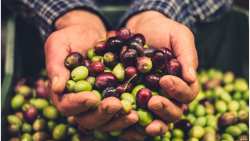 &Epsilon;&lambda;&alpha;&iota;&omicron;&pi;&alpha;&rho;&alpha;&gamma;&omega;&gamma;ό&sigmaf; &alpha;&pi;ό &tau;&eta;&nu; &Eta;&lambda;&epsilon;ί&alpha; &pi;&alpha;&rho;ά&gamma;&epsilon;&iota; &pi;&rho;&omicron;ϊό&nu;&tau;&alpha; &mu;&epsilon; &tau;&eta; &sigma;&phi;&rho;&alpha;&gamma;ί&delta;&alpha; &tau;&omicron;&upsilon; &pi;&alpha;&pi;&pi;&omicron;ύ &kappa;&alpha;&iota; &tau;&eta;&sigmaf; &gamma;&iota;&alpha;&gamma;&iota;ά&sigmaf;