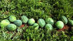 &Kappa;&alpha;&rho;&pi;&omicron;ύ&zeta;&iota;&alpha;: &Rho;&epsilon;&kappa;ό&rho; &pi;&alpha;&rho;&alpha;&gamma;&omega;&gamma;ή&sigmaf; &sigma;&tau;&alpha; &pi;&rho;ώ&iota;&mu;&alpha; &epsilon;&xi;&alpha;&iota;&tau;ί&alpha;&sigmaf; &tau;&omega;&nu; &kappa;&alpha;&lambda;ώ&nu; &kappa;&alpha;&iota;&rho;&iota;&kappa;ώ&nu; &sigma;&upsilon;&nu;&theta;&eta;&kappa;ώ&nu;