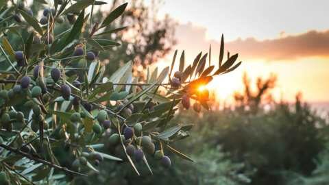 &Gamma;&epsilon;&omega;&rho;&gamma;&iota;&kappa;έ&sigmaf; &pi;&rho;&omicron;&epsilon;&iota;&delta;&omicron;&pi;&omicron;&iota;ή&sigma;&epsilon;&iota;&sigmaf; &gamma;&iota;&alpha; &tau;&eta;&nu; &Epsilon;&lambda;&iota;ά