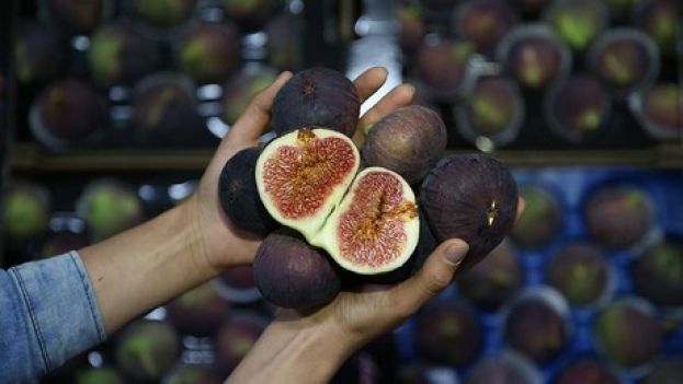 &Omicron; &beta;&rho;&omicron;&chi;&epsilon;&rho;ό&sigmaf; &kappa;&alpha;&iota;&rho;ό&sigmaf; &epsilon;&upsilon;&nu;&omicron;&epsilon;ί &tau;&alpha; &Tau;&omicron;ύ&rho;&kappa;&iota;&kappa;&alpha; &sigma;ύ&kappa;&alpha;