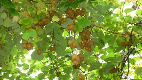 &Alpha;&kappa;&tau;&iota;&nu;ί&delta;&iota;&alpha;: &Omicron;&delta;&eta;&gamma;ί&epsilon;&sigmaf; &gamma;&iota;&alpha; &tau;&omicron; &chi;&epsilon;&iota;&mu;&epsilon;&rho;&iota;&nu;ό &kappa;&lambda;ά&delta;&epsilon;&mu;&alpha;