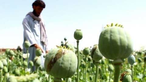 &Alpha;&phi;&gamma;&alpha;&nu;&iota;&sigma;&tau;ά&nu;: &Pi;ά&nu;&omega; &alpha;&pi;ό 100 &sigma;&upsilon;&lambda;&lambda;ή&psi;&epsilon;&iota;&sigmaf; &gamma;&iota;&alpha; &kappa;&alpha;&lambda;&lambda;&iota;έ&rho;&gamma;&epsilon;&iota;&alpha; &pi;&alpha;&pi;&alpha;&rho;&omicron;ύ&nu;&alpha;&sigmaf;