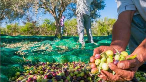 &Pi;&iota;ά&sigma;&tau;&eta;&kappa;&epsilon; &sigma;&tau;&alpha; &pi;&rho;ά&sigma;&alpha; "&sigma;&upsilon;&nu;&epsilon;&rho;&gamma;&epsilon;ί&omicron;" &pi;&omicron;&upsilon; &mu;ά&zeta;&epsilon;&upsilon;&epsilon; &epsilon;&lambda;&iota;έ&sigmaf; &sigma;&epsilon; &xi;έ&nu;&omicron; &chi;&omega;&rho;ά&phi;&iota; &sigma;&tau;&omicron; &Mu;&epsilon;&sigma;&omicron;&lambda;ό&gamma;&gamma;&iota;