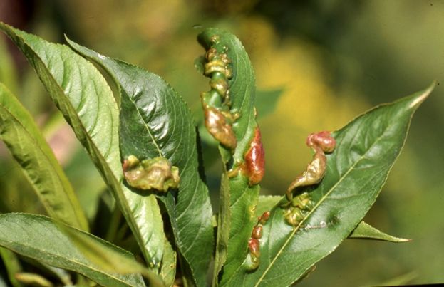 &Theta;&epsilon;&rho;&mu;&omicron;&kappa;&rho;&alpha;&sigma;ί&epsilon;&sigmaf; &sigma;&tau;&iota;&sigmaf; &omicron;&pi;&omicron;ί&epsilon;&sigmaf; &delta;&epsilon;&nu; &alpha;&nu;&alpha;&pi;&tau;ύ&sigma;&sigma;&epsilon;&tau;&alpha;&iota; &omicron; &mu;ύ&kappa;&eta;&tau;&alpha;&sigmaf; (&Epsilon;&xi;ώ&alpha;&sigma;&kappa;&omicron;&sigmaf;) - &Chi;&rho;ή&sigma;&eta; &chi;&alpha;&lambda;&kappa;&omicron;ύ&chi;&omega;&nu; &sigma;&epsilon; &Rho;&omicron;&delta;&alpha;&kappa;&iota;&nu;&iota;ά - &Nu;&epsilon;&kappa;&tau;&alpha;&rho;&iota;&nu;&iota;ά - &Delta;&alpha;&mu;&alpha;&sigma;&kappa;&eta;&nu;&iota;ά -