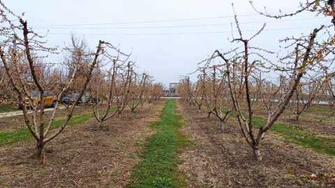 &Gamma;&epsilon;&omega;&rho;&gamma;&iota;&kappa;έ&sigmaf; &pi;&rho;&omicron;&epsilon;&iota;&delta;&omicron;&pi;&omicron;&iota;ή&sigma;&epsilon;&iota;&sigmaf; &gamma;&iota;&alpha; &rho;&omicron;&delta;&alpha;&kappa;&iota;&nu;&iota;ά &kappa;&alpha;&iota; &beta;&epsilon;&rho;&iota;&kappa;&omicron;&kappa;&iota;ά
