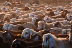 &Eta;&mu;&epsilon;&rho;&omicron;&lambda;ό&gamma;&iota;&omicron; &Zeta;ώ&omega;&nu; AgroBox: &Alpha;&pi;ό &Kappa;&alpha;&theta;&eta;&mu;&epsilon;&rho;&iota;&nu;ή &Kappa;&alpha;&tau;&alpha;&gamma;&rho;&alpha;&phi;ή &sigma;&epsilon; &Epsilon;&rho;&gamma;&alpha;&lambda;&epsilon;ί&omicron; &Beta;&iota;ώ&sigma;&iota;&mu;&eta;&sigmaf; &Alpha;&nu;ά&pi;&tau;&upsilon;&xi;&eta;&sigmaf; (2025)