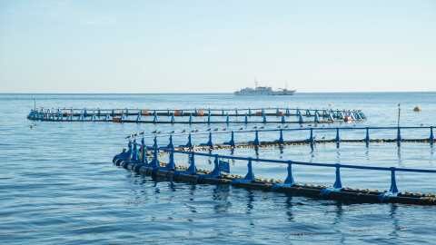 &Tau;&sigma;&iota;ά&rho;&alpha;&sigmaf;: &Sigma;&eta;&mu;&alpha;&nu;&tau;&iota;&kappa;ό&sigmaf; &omicron; &rho;ό&lambda;&omicron;&sigmaf; &tau;&omega;&nu; &upsilon;&delta;&alpha;&tau;&omicron;&kappa;&alpha;&lambda;&lambda;&iota;&epsilon;&rho;&gamma;&epsilon;&iota;ώ&nu; &sigma;&tau;&eta;&nu; &omicron;&iota;&kappa;&omicron;&nu;&omicron;&mu;&iota;&kappa;ή &kappa;&alpha;&iota; &pi;&epsilon;&rho;&iota;&phi;&epsilon;&rho;&epsilon;&iota;&alpha;&kappa;ή &alpha;&nu;ά&pi;&tau;&upsilon;&xi;&eta; &tau;&eta;&sigmaf; &Epsilon;&lambda;&lambda;ά&delta;&alpha;&sigmaf;