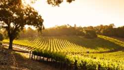 &Pi;&epsilon;&rho;&iota;&phi;έ&rho;&epsilon;&iota;&alpha; &Theta;&epsilon;&sigma;&sigma;&alpha;&lambda;ί&alpha;&sigmaf;: &Delta;&iota;&alpha;&chi;&epsilon;ί&rho;&iota;&sigma;&eta; &alpha;&delta;&epsilon;&iota;ώ&nu; &gamma;&iota;&alpha; &nu;έ&epsilon;&sigmaf; &alpha;&mu;&pi;&epsilon;&lambda;&omicron;&phi;&upsilon;&tau;&epsilon;ύ&sigma;&epsilon;&iota;&sigmaf; &gamma;&iota;&alpha; &tau;&omicron; έ&tau;&omicron;&sigmaf; 2024