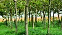 &Sigma;&kappa;έ&phi;&tau;&omicron;&mu;&alpha;&iota; &nu;&alpha; &kappa;&alpha;&lambda;&lambda;&iota;&epsilon;&rho;&gamma;ή&sigma;&omega; &Kappa;&alpha;&rho;ύ&delta;&iota;&alpha;: &Tau;&iota; &nu;&alpha; &pi;&rho;&omicron;&sigma;έ&xi;&omega;?