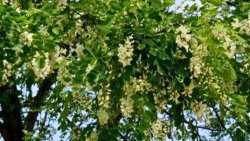 &Alpha;&upsilon;&tau;ό &tau;&omicron; &delta;έ&nu;&tau;&rho;&omicron; &mu;&pi;&omicron;&rho;&epsilon;ί &nu;&alpha; &delta;ώ&sigma;&epsilon;&iota; &mu;έ&chi;&rho;&iota; 120 &kappa;&iota;&lambda;ά &mu;έ&lambda;&iota; &alpha;&nu;ά &sigma;&tau;&rho;έ&mu;&mu;&alpha;