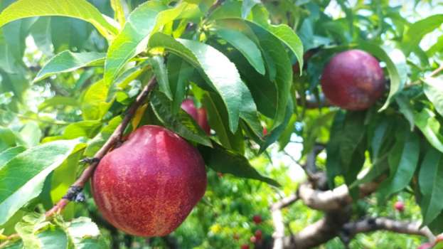 Ά&mu;&epsilon;&sigma;&epsilon;&sigmaf; &epsilon;&nu;έ&rho;&gamma;&epsilon;&iota;&epsilon;&sigmaf; &alpha;&pi;ό &tau;&omicron;&nu; &Epsilon;&Lambda;&Gamma;&Alpha; &gamma;&iota;&alpha; &tau;&eta;&nu; &epsilon;&kappa;&tau;ί&mu;&eta;&sigma;&eta; &tau;&omega;&nu; &zeta;&eta;&mu;&iota;ώ&nu; &alpha;&pi;ό &tau;&iota;&sigmaf; έ&nu;&tau;&omicron;&nu;&epsilon;&sigmaf; &beta;&rho;&omicron;&chi;&omicron;&pi;&tau;ώ&sigma;&epsilon;&iota;&sigmaf; &zeta;ή&tau;&eta;&sigma;&epsilon; &omicron; &Lambda;ά&zeta;&alpha;&rho;&omicron;&sigmaf; &Tau;&sigma;&alpha;&beta;&delta;&alpha;&rho;ί&delta;&eta;&sigmaf;