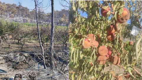 Έ&gamma;&iota;&nu;&alpha;&nu; &sigma;&tau;ά&chi;&tau;&eta; &omicron;&iota; &rho;&omicron;&delta;&alpha;&kappa;&iota;&nu;&iota;έ&sigmaf; &kappa;&alpha;&iota; &nu;&epsilon;&kappa;&tau;&alpha;&rho;&iota;&nu;&iota;έ&sigmaf; &sigma;&tau;&omicron;&nu; Έ&mu;&pi;&omega;&nu;&alpha; &Rho;ό&delta;&omicron;&upsilon; (&Phi;&omega;&tau;&omicron;&gamma;&rho;&alpha;&phi;ί&epsilon;&sigmaf;-&Beta;ί&nu;&tau;&epsilon;&omicron;)