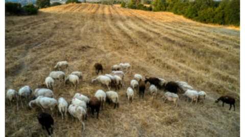 &Sigma;ύ&sigma;&kappa;&epsilon;&psi;&eta; &sigma;&tau;&eta;&nu; &Pi;&epsilon;&rho;&iota;&phi;έ&rho;&epsilon;&iota;&alpha; &Delta;&upsilon;&tau;&iota;&kappa;ή&sigmaf; &Epsilon;&lambda;&lambda;ά&delta;&alpha;&sigmaf; &gamma;&iota;&alpha; &tau;&eta; &lambda;ή&psi;&eta; &epsilon;&kappa;&tau;ά&kappa;&tau;&omega;&nu; &mu;έ&tau;&rho;&omega;&nu; &sigma;&chi;&epsilon;&tau;&iota;&kappa;ά &mu;&epsilon; &tau;&eta;&nu; &epsilon;&xi;έ&lambda;&iota;&xi;&eta; &tau;&eta;&sigmaf; &nu;ό&sigma;&omicron;&upsilon; &tau;&eta;&sigmaf; &pi;&alpha;&nu;ώ&lambda;&eta;&sigmaf;