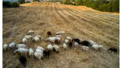 &Sigma;ύ&sigma;&kappa;&epsilon;&psi;&eta; &sigma;&tau;&eta;&nu; &Pi;&epsilon;&rho;&iota;&phi;έ&rho;&epsilon;&iota;&alpha; &Delta;&upsilon;&tau;&iota;&kappa;ή&sigmaf; &Epsilon;&lambda;&lambda;ά&delta;&alpha;&sigmaf; &gamma;&iota;&alpha; &tau;&eta; &lambda;ή&psi;&eta; &epsilon;&kappa;&tau;ά&kappa;&tau;&omega;&nu; &mu;έ&tau;&rho;&omega;&nu; &sigma;&chi;&epsilon;&tau;&iota;&kappa;ά &mu;&epsilon; &tau;&eta;&nu; &epsilon;&xi;έ&lambda;&iota;&xi;&eta; &tau;&eta;&sigmaf; &nu;ό&sigma;&omicron;&upsilon; &tau;&eta;&sigmaf; &pi;&alpha;&nu;ώ&lambda;&eta;&sigmaf;