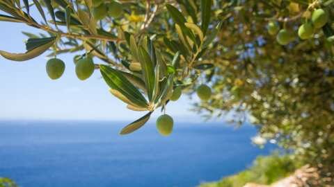 &Phi;&upsilon;&tau;&omicron;&pi;&rho;&omicron;&sigma;&tau;&alpha;&sigma;ί&alpha; &sigma;&tau;&eta;&nu; &Epsilon;&lambda;&iota;ά