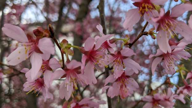 &Kappa;&lambda;ά&delta;&epsilon;&mu;&alpha;: &Tau;&rho;&alpha;ύ&mu;&alpha;&tau;&alpha; &sigma;&tau;&omicron; &xi;ύ&lambda;&omicron; &kappa;&alpha;&iota; &epsilon;&pi;&omicron;&upsilon;&lambda;ώ&sigma;&epsilon;&iota;&sigmaf;