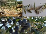 &Gamma;&epsilon;&omega;&rho;&gamma;&iota;&kappa;έ&sigmaf; &pi;&rho;&omicron;&epsilon;&iota;&delta;&omicron;&pi;&omicron;&iota;ή&sigma;&epsilon;&iota;&sigmaf; &gamma;&iota;&alpha; &tau;&eta;&nu; &epsilon;&lambda;&iota;ά