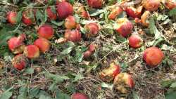 &Chi;&alpha;&lambda;ά&zeta;&iota;: &Upsilon;&pi;&omicron;&beta;&omicron;&lambda;ή &delta;&eta;&lambda;ώ&sigma;&epsilon;&omega;&nu; &zeta;&eta;&mu;&iota;ά&sigmaf; - &Pi;&omicron;&iota;&alpha; &chi;&omega;&rho;&iota;ά &tau;&omicron;&upsilon; &Delta;ή&mu;&omicron;&upsilon; &Beta;έ&rho;&omicron;&iota;&alpha;&sigmaf; &alpha;&phi;&omicron;&rho;&omicron;ύ&nu;