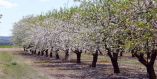 &Epsilon;&mu;&phi;ά&nu;&iota;&sigma;&eta; &mu;ύ&kappa;&eta;&tau;&alpha; &xi;&eta;&rho;&alpha;ί&nu;&epsilon;&iota; &alpha;&mu;&upsilon;&gamma;&delta;&alpha;&lambda;&iota;έ&sigmaf; - &Alpha;ί&tau;&eta;&mu;&alpha; &gamma;&iota;&alpha; &alpha;&pi;&omicron;&zeta;&eta;&mu;&iota;ώ&sigma;&epsilon;&iota;&sigmaf; &mu;έ&sigma;&alpha; &alpha;&pi;ό &tau;&iota;&sigmaf; &kappa;&rho;&alpha;&tau;&iota;&kappa;έ&sigmaf; &omicron;&iota;&kappa;&omicron;&nu;&omicron;&mu;&iota;&kappa;έ&sigmaf; &epsilon;&nu;&iota;&sigma;&chi;ύ&sigma;&epsilon;&iota;&sigmaf;