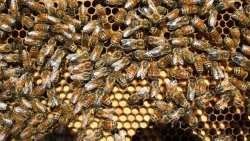 &Sigma;ύ&nu;&theta;&epsilon;&sigma;&eta; &nu;έ&omicron;&upsilon; &Delta;&Sigma; &tau;&omicron;&upsilon; &Sigma;&omega;&mu;&alpha;&tau;&epsilon;ί&omicron;&upsilon; &laquo;&Kappa;&omicron;&iota;&nu;ό&tau;&eta;&tau;&alpha; &Beta;&iota;&omicron;&lambda;&omicron;&gamma;&iota;&kappa;ή&sigmaf; &Mu;&epsilon;&lambda;&iota;&sigma;&sigma;&omicron;&kappa;&omicron;&mu;ί&alpha;&sigmaf;&raquo;