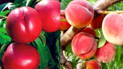 &Tau;&alpha; &omicron;&phi;έ&lambda;&eta; &kappa;&alpha;&iota; &pi;&lambda;&epsilon;&omicron;&nu;&epsilon;&kappa;&tau;ή&mu;&alpha;&tau;&alpha; &tau;&omicron;&upsilon; &Nu;&iota;&tau;&rho;&iota;&kappa;&omicron;ύ &Kappa;&alpha;&lambda;ί&omicron;&upsilon; &sigma;&tau;&eta; &delta;&epsilon;&nu;&delta;&rho;&omicron;&kappa;&alpha;&lambda;&lambda;&iota;έ&rho;&gamma;&epsilon;&iota;&alpha;