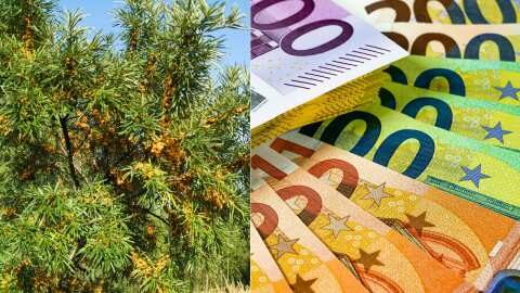 &Eta; &Delta;&epsilon;&nu;&delta;&rho;ώ&delta;&eta;&sigmaf; &kappa;&alpha;&lambda;&lambda;&iota;έ&rho;&gamma;&epsilon;&iota;&alpha; &pi;&omicron;&upsilon; &alpha;&phi;ή&nu;&epsilon;&iota; &iota;&kappa;&alpha;&nu;&omicron;&pi;&omicron;&iota;&eta;&tau;&iota;&kappa;ά &kappa;έ&rho;&delta;&eta; &kappa;&alpha;&iota; &alpha;&nu;&tau;έ&chi;&epsilon;&iota; &sigma;&tau;&eta;&nu; &kappa;&lambda;&iota;&mu;&alpha;&tau;&iota;&kappa;ή &alpha;&lambda;&lambda;&alpha;&gamma;ή | &Alpha;&gamma;&rho;&omicron;&tau;&iota;&kappa;ά &nu;έ&alpha;