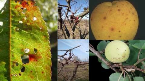 &Kappa;&omicron;&rho;ύ&nu;&epsilon;&omicron; &Beta;&epsilon;&rho;&iota;&kappa;&omicron;&kappa;&iota;ά&sigmaf;: &Mu;έ&tau;&rho;&alpha; &alpha;&nu;&tau;&iota;&mu;&epsilon;&tau;ώ&pi;&iota;&sigma;&eta;&sigmaf;