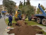 &Alpha;&iota;&omega;&nu;ό&beta;&iota;&epsilon;&sigmaf; &epsilon;&lambda;&iota;έ&sigmaf; &laquo;&mu;&epsilon;&tau;&alpha;&kappa;ό&mu;&iota;&sigma;&alpha;&nu;&raquo; &sigma;&tau;&eta;&nu; &Pi;&lambda;&alpha;&tau;&epsilon;ί&alpha; &Epsilon;&lambda;&iota;ά&sigmaf; &sigma;&tau;&eta;&nu; &Beta;έ&rho;&omicron;&iota;&alpha; (&Beta;ί&nu;&tau;&epsilon;&omicron;)