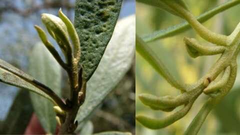 &Gamma;&epsilon;&omega;&rho;&gamma;&iota;&kappa;έ&sigmaf; &pi;&rho;&omicron;&epsilon;&iota;&delta;&omicron;&pi;&omicron;&iota;ή&sigma;&epsilon;&iota;&sigmaf; &gamma;&iota;&alpha; &tau;&eta;&nu; &Epsilon;&lambda;&iota;ά