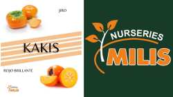 &Delta;&epsilon;&nu;&delta;&rho;ύ&lambda;&lambda;&iota;&alpha; &lambda;&omega;&tau;ώ&nu; Rojo Brillante &amp; Jiro &theta;&alpha; &beta;&rho;&epsilon;ί&tau;&epsilon; &sigma;&tau;&alpha; &phi;&upsilon;&tau;ώ&rho;&iota;&alpha; &laquo;Milis Nurseries&raquo;