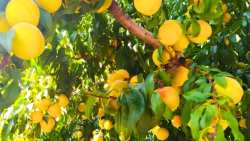 &Sigma;&upsilon;&nu;&epsilon;&delta;&rho;ί&alpha;&sigma;&epsilon; &gamma;&iota;&alpha; &pi;&rho;ώ&tau;&eta; &phi;&omicron;&rho;ά &eta; &Epsilon;&theta;&nu;&iota;&kappa;ή &Epsilon;&pi;&iota;&tau;&rho;&omicron;&pi;ή &Sigma;&upsilon;&mu;&pi;ύ&rho;&eta;&nu;&omega;&nu; &Rho;&omicron;&delta;&alpha;&kappa;ί&nu;&omega;&nu; - &Pi;&omicron;&iota;&alpha; &eta; &sigma;ύ&nu;&theta;&epsilon;&sigma;&eta; &kappa;&alpha;&iota; &omicron;&iota; &kappa;ύ&rho;&iota;&omicron;&iota; &sigma;&tau;ό&chi;&omicron;&iota; &tau;&eta;&sigmaf;