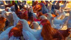 &Upsilon;&phi;&Alpha;&Alpha;&Tau;, &Sigma;. &Kappa;&epsilon;&delta;ί&kappa;&omicron;&gamma;&lambda;&omicron;&upsilon;: &Alpha;&gamma;&omega;&nu;&iota;&zeta;ό&mu;&alpha;&sigma;&tau;&epsilon; &gamma;&iota;&alpha; &nu;&alpha; &pi;&rho;&omicron;&sigma;&tau;&alpha;&tau;&epsilon;ύ&sigma;&omicron;&upsilon;&mu;&epsilon; &tau;&omicron;&nu; &pi;&tau;&eta;&nu;&omicron;&tau;&rho;&omicron;&phi;&iota;&kappa;ό &kappa;&lambda;ά&delta;&omicron;