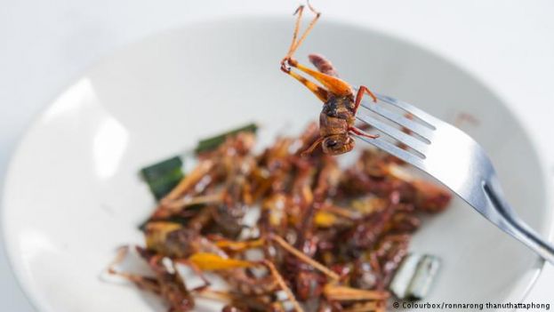 &Eta; &epsilon;&kappa;&tau;&rho;&omicron;&phi;ή &epsilon;&nu;&tau;ό&mu;&omega;&nu; &alpha;&nu;&alpha;&gamma;&nu;&omega;&rho;ί&zeta;&epsilon;&tau;&alpha;&iota; &omega;&sigmaf; &alpha;&gamma;&rho;&omicron;&tau;&iota;&kappa;ή &delta;&rho;&alpha;&sigma;&tau;&eta;&rho;&iota;ό&tau;&eta;&tau;&alpha; &kappa;&alpha;&iota; &epsilon;&pi;&iota;&delta;&omicron;&tau;&epsilon;ί&tau;&alpha;&iota; &sigma;&tau;&eta;&nu; &Epsilon;&lambda;&beta;&epsilon;&tau;ί&alpha;