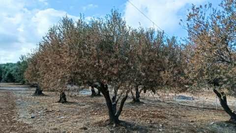 &Kappa;&rho;ή&tau;&eta;: &Pi;&rho;ό&beta;&lambda;&eta;&mu;&alpha; &lambda;&epsilon;&iota;&psi;&upsilon;&delta;&rho;ί&alpha;&sigmaf; &delta;&eta;&mu;&iota;&omicron;&upsilon;&rho;&gamma;&epsilon;ί έ&nu;&tau;&omicron;&nu;&omicron; &upsilon;&delta;&alpha;&tau;&iota;&kappa;ό &sigma;&tau;&rho;&epsilon;&sigmaf; &sigma;&epsilon; &chi;&iota;&lambda;&iota;ά&delta;&epsilon;&sigmaf; &epsilon;&lambda;&alpha;&iota;ό&delta;&epsilon;&nu;&delta;&rho;&alpha; - &Alpha;&upsilon;&tau;&omicron;&psi;ί&alpha; &sigma;&epsilon; &epsilon;&lambda;&alpha;&iota;ώ&nu;&epsilon;&sigmaf; &alpha;&pi;ό &tau;&omicron;&nu; &Alpha;&nu;&tau;&iota;&pi;&epsilon;&rho;&iota;&phi;&epsilon;&rho;&epsilon;&iota;ά&rho;&chi;&eta; &Alpha;&gamma;&rho;&omicron;&tau;&iota;&kappa;ή&sigmaf; &Omicron;&iota;&kappa;&omicron;&nu;&omicron;&mu;ί&alpha;&sigmaf; &Sigma;&tau;. &Tau;&zeta;&epsilon;&delta;ά&kappa;&eta;