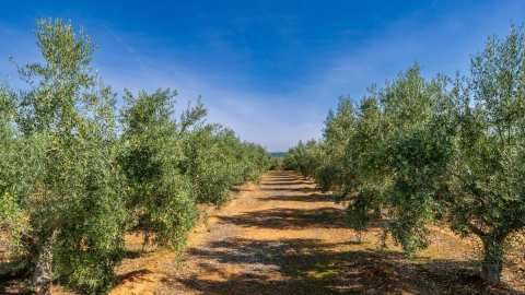 &Lambda;έ&sigma;&beta;&omicron;&sigmaf;-&Epsilon;&lambda;&alpha;&iota;&omicron;&pi;&alpha;&rho;&alpha;&gamma;&omega;&gamma;ή: &Kappa;&alpha;&lambda;ύ&tau;&epsilon;&rho;&eta; &eta; &phi;&epsilon;&tau;&iota;&nu;ή &kappa;&alpha;&rho;&pi;ό&delta;&epsilon;&sigma;&eta; &alpha;&lambda;&lambda;ά &pi;&rho;&omicron;&beta;&lambda;&eta;&mu;&alpha;&tau;&iota;&sigma;&mu;ό&sigmaf; &gamma;&iota;&alpha; &tau;&iota;&mu;έ&sigmaf; &kappa;&alpha;&iota; &epsilon;&rho;&gamma;&alpha;&tau;&iota;&kappa;ά &chi;έ&rho;&iota;&alpha;