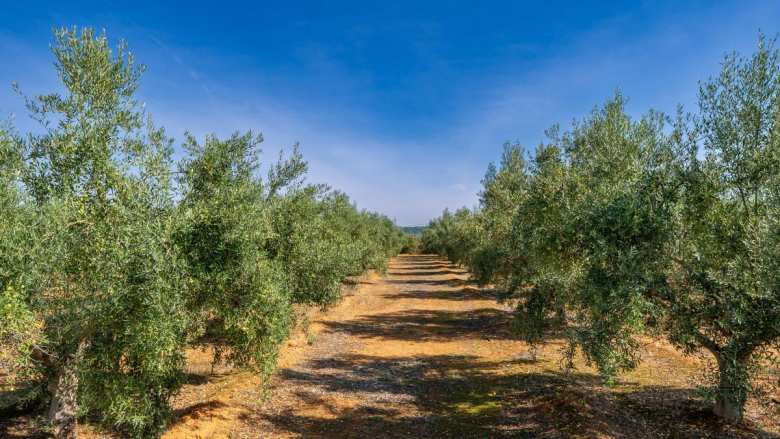 &Lambda;έ&sigma;&beta;&omicron;&sigmaf;-&Epsilon;&lambda;&alpha;&iota;&omicron;&pi;&alpha;&rho;&alpha;&gamma;&omega;&gamma;ή: &Kappa;&alpha;&lambda;ύ&tau;&epsilon;&rho;&eta; &eta; &phi;&epsilon;&tau;&iota;&nu;ή &kappa;&alpha;&rho;&pi;ό&delta;&epsilon;&sigma;&eta; &alpha;&lambda;&lambda;ά &pi;&rho;&omicron;&beta;&lambda;&eta;&mu;&alpha;&tau;&iota;&sigma;&mu;ό&sigmaf; &gamma;&iota;&alpha; &tau;&iota;&mu;έ&sigmaf; &kappa;&alpha;&iota; &epsilon;&rho;&gamma;&alpha;&tau;&iota;&kappa;ά &chi;έ&rho;&iota;&alpha;