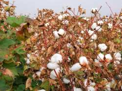 &Lambda;ά&rho;&iota;&sigma;&alpha;: &Gamma;&epsilon;&omega;&rho;&gamma;&iota;&kappa;έ&sigmaf; &pi;&rho;&omicron;&epsilon;&iota;&delta;&omicron;&pi;&omicron;&iota;ή&sigma;&epsilon;&iota;&sigmaf; &omicron;&lambda;&omicron;&kappa;&lambda;&eta;&rho;&omega;&mu;έ&nu;&eta;&sigmaf; &phi;&upsilon;&tau;&omicron;&pi;&rho;&omicron;&sigma;&tau;&alpha;&sigma;ί&alpha;&sigmaf; &sigma;&tau;&eta; &beta;&alpha;&mu;&beta;&alpha;&kappa;&omicron;&kappa;&alpha;&lambda;&lambda;&iota;έ&rho;&gamma;&epsilon;&iota;&alpha;