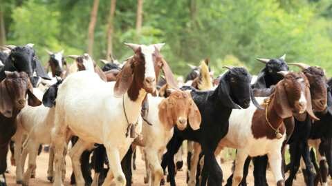 &Epsilon;&nu;&eta;&mu;έ&rho;&omega;&sigma;&eta; &gamma;&iota;&alpha; &tau;&eta;&nu; &mu;&epsilon;&tau;&alpha;&kappa;ί&nu;&eta;&sigma;&eta; &zeta;ώ&nu;&tau;&omega;&nu; &zeta;ώ&omega;&nu; &lambda;ό&gamma;&omega; &Epsilon;&upsilon;&lambda;&omicron;&gamma;&iota;ά&sigmaf; &kappa;&alpha;&iota; &Kappa;&alpha;&tau;&alpha;&rho;&rho;&omicron;ϊ&kappa;&omicron;ύ &pi;&upsilon;&rho;&epsilon;&tau;&omicron;ύ &sigma;&tau;&eta;&nu; &Pi;&Epsilon; &Lambda;ά&rho;&iota;&sigma;&alpha;&sigmaf; | &Alpha;&gamma;&rho;&omicron;&tau;&iota;&kappa;ά &nu;έ&alpha; &amp; &epsilon;&iota;&delta;ή&sigma;&epsilon;&iota;&sigmaf; imathiotikigi.gr