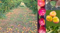 &Omicron;&iota;&kappa;&omicron;&nu;&omicron;&mu;&iota;&kappa;ή &sigma;&tau;ή&rho;&iota;&xi;&eta; &gamma;&iota;&alpha; &tau;&iota;&sigmaf; &zeta;&eta;&mu;&iota;έ&sigmaf; &alpha;&pi;ό &tau;&iota;&sigmaf; &beta;&rho;&omicron;&chi;&omicron;&pi;&tau;ώ&sigma;&epsilon;&iota;&sigmaf; &amp; ά&mu;&epsilon;&sigma;&eta; &lambda;ή&psi;&eta; &mu;έ&tau;&rho;&omega;&nu; &gamma;&iota;&alpha; &tau;&alpha; &pi;&alpha;&rho;&alpha;&mu;&omicron;&rho;&phi;&omega;&mu;έ&nu;&alpha; &pi;&upsilon;&rho;&eta;&nu;ό&kappa;&alpha;&rho;&pi;&alpha; &zeta;&eta;&tau;ά &alpha;&pi;ό &tau;&omicron;&nu; &Upsilon;&pi;&Alpha;&Alpha;&Tau; &omicron; &Tau;ά&sigma;&omicron;&sigmaf; &Mu;&pi;&alpha;&rho;&tau;&zeta;ώ&kappa;&alpha;&sigmaf;