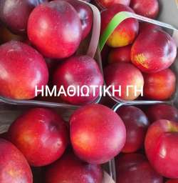 &Omicron; &Pi;&alpha;&gamma;&epsilon;&tau;ό&sigmaf; &pi;&omicron;&upsilon; έ&pi;&lambda;&eta;&xi;&epsilon; &tau;&eta;&nu; &Iota;&sigma;&pi;&alpha;&nu;ί&alpha;, &alpha;&nu;&epsilon;&beta;ά&zeta;&epsilon;&iota; &tau;&eta;&nu; &zeta;ή&tau;&eta;&sigma;&eta; &tau;&omicron;&upsilon; &nu;&epsilon;&kappa;&tau;&alpha;&rho;&iota;&nu;&iota;&omicron;ύ