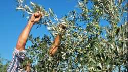 &Chi;&alpha;&lambda;&kappa;&iota;&delta;&iota;&kappa;ή: &Eta; έ&lambda;&lambda;&epsilon;&iota;&psi;&eta; &epsilon;&rho;&gamma;&alpha;&tau;ώ&nu; &kappa;&alpha;&theta;&upsilon;&sigma;&tau;έ&rho;&eta;&sigma;&epsilon; &tau;&eta; &sigma;&upsilon;&gamma;&kappa;&omicron;&mu;&iota;&delta;ή &pi;&rho;ά&sigma;&iota;&nu;&eta;&sigmaf; &epsilon;&lambda;&iota;ά&sigmaf;