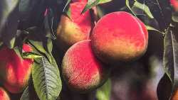 &Sigma;&kappa;έ&phi;&tau;&epsilon;&sigma;&alpha;&iota; &nu;&alpha; &kappa;&alpha;&lambda;&lambda;&iota;&epsilon;&rho;&gamma;ή&sigma;&epsilon;&iota;&sigmaf; &Beta;&epsilon;&rho;ί&kappa;&omicron;&kappa;&alpha;? - Nέ&alpha; &pi;&omicron;&iota;&kappa;&iota;&lambda;ί&alpha; &Beta;&epsilon;&rho;&iota;&kappa;&omicron;&kappa;&iota;ά&sigmaf; &ldquo;Peach Cot&reg;MG 402&rdquo;