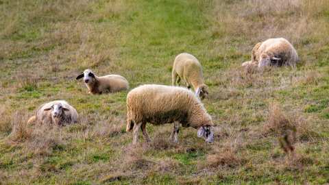 &Epsilon;&theta;&nu;&iota;&kappa;ή &alpha;&nu;&tau;&epsilon;&pi;ί&theta;&epsilon;&sigma;&eta; &kappa;&alpha;&tau;ά &tau;&eta;&sigmaf; &epsilon;&upsilon;&lambda;&omicron;&gamma;&iota;ά&sigmaf;: 97 &sigma;&tau;&rho;&alpha;&tau;&iota;&omega;&tau;&iota;&kappa;&omicron;ί &kappa;&tau;&eta;&nu;ί&alpha;&tau;&rho;&omicron;&iota; &sigma;&tau;&omicron; &pi;&epsilon;&delta;ί&omicron;