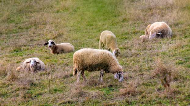&Epsilon;&theta;&nu;&iota;&kappa;ή &alpha;&nu;&tau;&epsilon;&pi;ί&theta;&epsilon;&sigma;&eta; &kappa;&alpha;&tau;ά &tau;&eta;&sigmaf; &epsilon;&upsilon;&lambda;&omicron;&gamma;&iota;ά&sigmaf;: 97 &sigma;&tau;&rho;&alpha;&tau;&iota;&omega;&tau;&iota;&kappa;&omicron;ί &kappa;&tau;&eta;&nu;ί&alpha;&tau;&rho;&omicron;&iota; &sigma;&tau;&omicron; &pi;&epsilon;&delta;ί&omicron;
