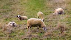 &Epsilon;&theta;&nu;&iota;&kappa;ή &alpha;&nu;&tau;&epsilon;&pi;ί&theta;&epsilon;&sigma;&eta; &kappa;&alpha;&tau;ά &tau;&eta;&sigmaf; &epsilon;&upsilon;&lambda;&omicron;&gamma;&iota;ά&sigmaf;: 97 &sigma;&tau;&rho;&alpha;&tau;&iota;&omega;&tau;&iota;&kappa;&omicron;ί &kappa;&tau;&eta;&nu;ί&alpha;&tau;&rho;&omicron;&iota; &sigma;&tau;&omicron; &pi;&epsilon;&delta;ί&omicron;