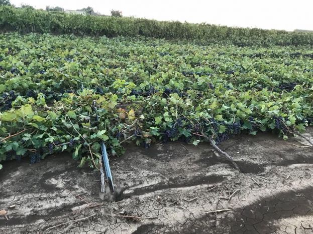 &Kappa;&alpha;&tau;&alpha;&sigma;&tau;&rho;&omicron;&phi;έ&sigmaf; &sigma;&epsilon; &alpha;&mu;&pi;έ&lambda;&iota;&alpha; &kappa;&alpha;&iota; &epsilon;&lambda;&iota;έ&sigmaf; &alpha;&pi;ό &alpha;&kappa;&rho;&alpha;ί&alpha; &kappa;&alpha;&iota;&rho;&iota;&kappa;ά &phi;&alpha;&iota;&nu;ό&mu;&epsilon;&nu;&alpha; &sigma;&tau;&eta;&nu; &Iota;&tau;&alpha;&lambda;ί&alpha;(&Phi;&omega;&tau;&omicron;&gamma;&rho;&alpha;&phi;&iota;&kappa;ό &upsilon;&lambda;&iota;&kappa;ό)