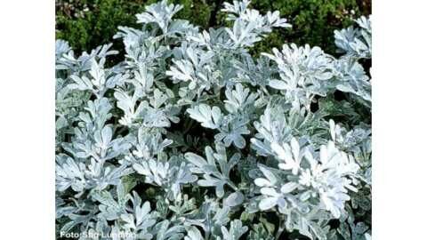 &Alpha;&rho;&tau;&epsilon;&mu;&iota;&sigma;ί&alpha; ή &Alpha;&psi;&iota;&theta;&iota;ά: &Beta;&omicron;&eta;&theta;ά&epsilon;&iota; &sigma;&tau;&eta; &beta;&epsilon;&lambda;&tau;ί&omega;&sigma;&eta; &tau;&eta;&sigmaf; &pi;έ&psi;&eta;&sigmaf; &kappa;&alpha;&iota; &sigma;&upsilon;&nu;&tau;&epsilon;&lambda;&epsilon;ί &sigma;&tau;&omicron; &alpha;&delta;&upsilon;&nu;ά&tau;&iota;&sigma;&mu;&alpha;