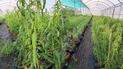 &Kappa;&alpha;&lambda;&lambda;&iota;&epsilon;&rho;&gamma;&epsilon;ί&sigmaf; ή &sigma;&kappa;έ&phi;&tau;&epsilon;&sigma;&alpha;&iota; &nu;&alpha; &kappa;&alpha;&lambda;&lambda;&iota;&epsilon;&rho;&gamma;ή&sigma;&epsilon;&iota;&sigmaf; &alpha;&mu;ύ&gamma;&delta;&alpha;&lambda;&alpha;?